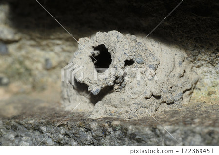 A type of wasp nest (after it has left the nest) 122369451