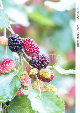 Mulberry  122369699