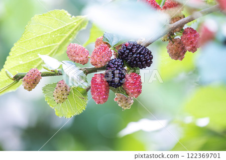 Mulberry  122369701