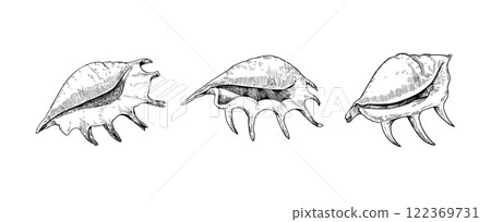 Lambis sea shells. Beautiful tropical conches isolated on white background. Lambis sea shells. Beautiful tropical conches isolated on white background. 122369731