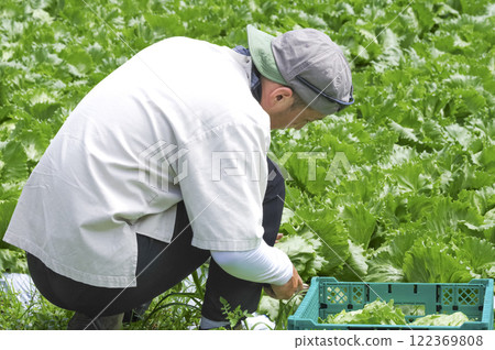 Farmer harvesting lettuce Farmer harvesting lettuce 122369808