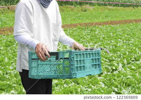Farmer harvesting lettuce Farmer harvesting lettuce 122369809