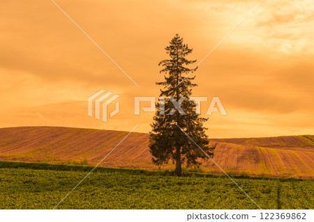 [Biei Town Christmas tree evening view] 122369862