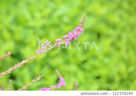 Miso Haigi Flower Miso Haigi Flower 122370240