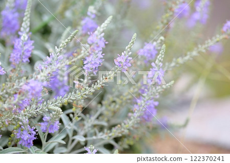 Tortillan flowers Tortillan flowers 122370241