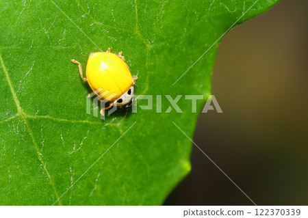 Ladybugs Ladybugs 122370339