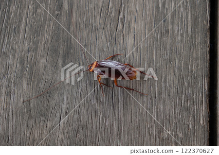 Dead cockroach Dead cockroach 122370627