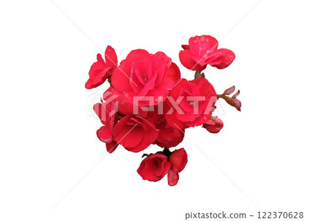 Tuberous begonias red flowers blooming Tuberous begonias red flowers blooming 122370628