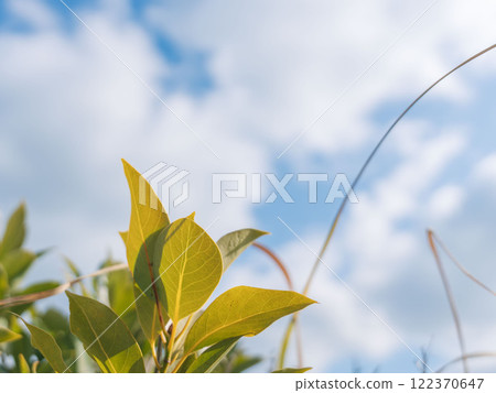 一月藍天和樹葉 239 122370647