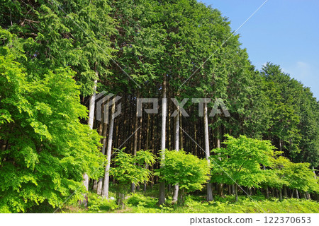 Fresh green maple trees and a cypress forest (Miyatsuma, Mizusawa-cho, Yokkaichi City, Mie Prefecture) 122370653