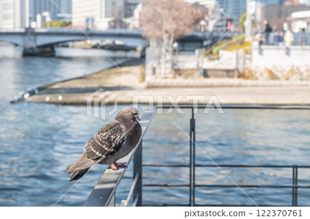 Pigeons perched on a railing at Nakanoshima Park, Tosabori River, Osaka City Pigeons perched on a railing at Nakanoshima Park, Tosabori River, Osaka City 122370761