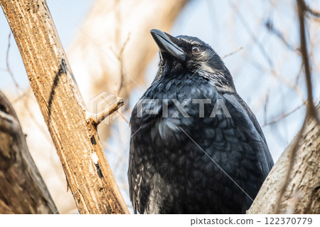 Crow (carrion crow) 122370779