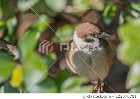 麻雀躲在灌木叢裡 122370791