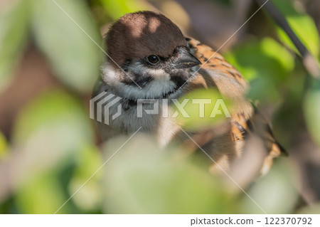 麻雀躲在灌木叢裡 麻雀躲在灌木叢裡 122370792