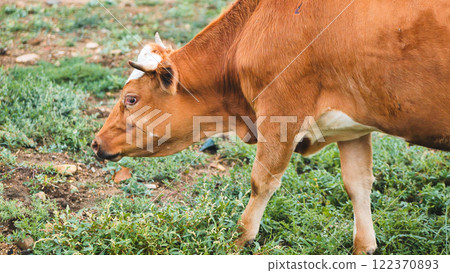 Spotted dairy cow munching lush grass, basking in sunlight across verdant farmland meadow Spotted dairy cow munching lush grass, basking in sunlight across verdant farmland meadow 122370893