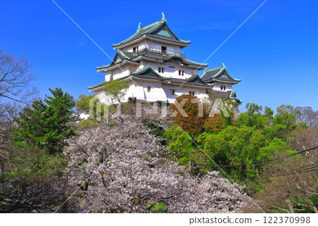 [和歌山縣]盛開的櫻花和和歌山城的天守閣 122370998