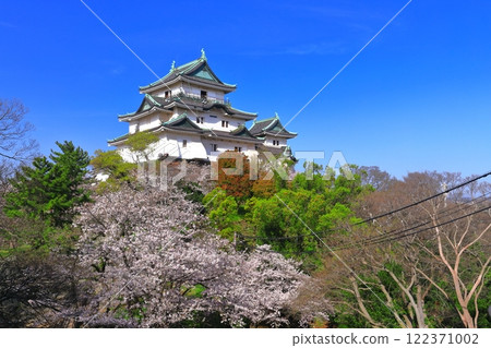 [和歌山縣]盛開的櫻花和和歌山城的天守閣 122371002