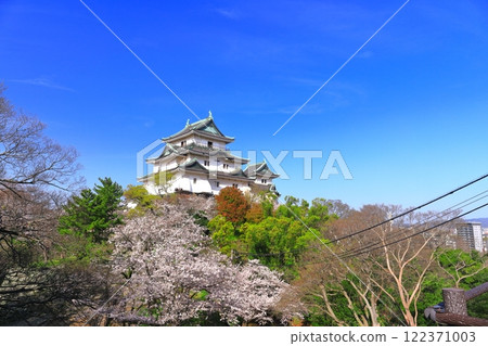 [和歌山縣]盛開的櫻花和和歌山城的天守閣 122371003