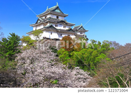 [和歌山縣]盛開的櫻花和和歌山城的天守閣 122371004