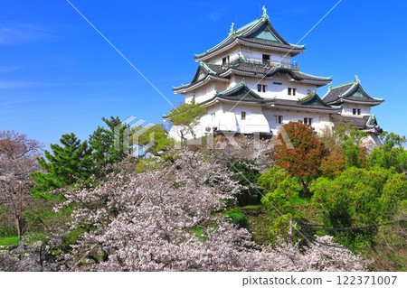 [Wakayama Prefecture] Cherry blossoms in full bloom and the castle tower of Wakayama Castle 122371007