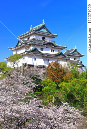 [Wakayama Prefecture] Cherry blossoms in full bloom and the castle tower of Wakayama Castle 122371009