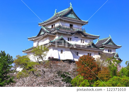 [Wakayama Prefecture] Cherry blossoms in full bloom and the castle tower of Wakayama Castle 122371010