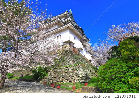 [Wakayama Prefecture] Cherry blossoms in full bloom and the castle tower of Wakayama Castle 122371011