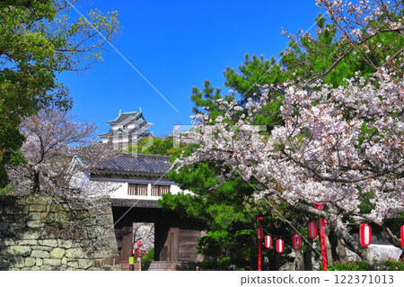 [和歌山縣] 盛開的櫻花、和歌山城天守閣和岡口門 122371013