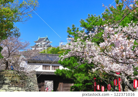 [Wakayama Prefecture] Cherry blossoms in full bloom and the castle tower and Okaguchi Gate of Wakayama Castle 122371016