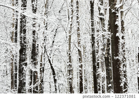 The heavy snowfall in a wild park, winter fairy tale in the forest, snow-covered tree branches, large flakes of snow are slowly falling, nobody, snow storm, blizzard 122371081