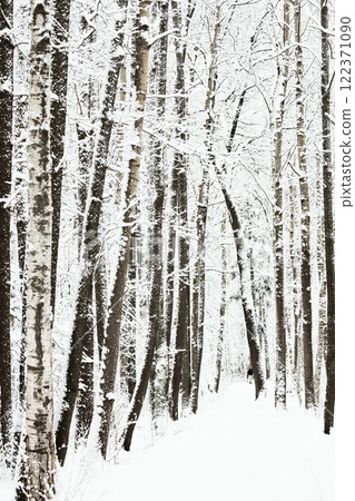 The heavy snowfall in a wild park, winter fairy tale in the forest, snow-covered tree branches, large flakes of snow are slowly falling, nobody, snow storm, blizzard 122371090