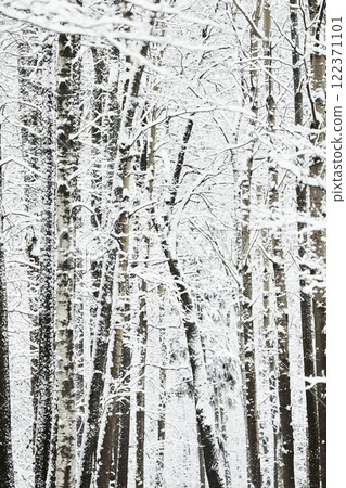 The heavy snowfall in a wild park, winter fairy tale in the forest, snow-covered tree branches, large flakes of snow are slowly falling, nobody, snow storm, blizzard 122371101