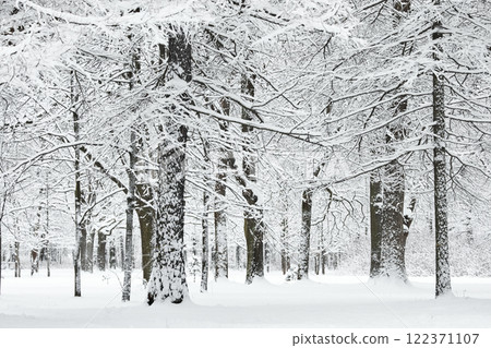 The heavy snowfall in a wild park, winter fairy tale in the forest, snow-covered tree branches, large flakes of snow are slowly falling, nobody, snow storm, blizzard 122371107