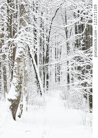 The heavy snowfall in a wild park, winter fairy tale in the forest, snow-covered tree branches, large flakes of snow are slowly falling, nobody, snow storm, blizzard The heavy snowfall in a wild park, winter fairy tale in the forest, snow-covered tree branches, large flakes of snow are slowly falling, nobody, snow storm, blizzard 122371109