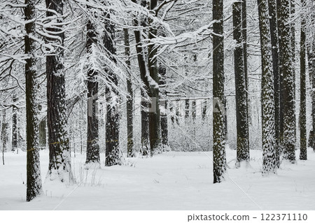 The heavy snowfall in a wild park, winter fairy tale in the forest, snow-covered tree branches, large flakes of snow are slowly falling, nobody, snow storm, blizzard 122371110