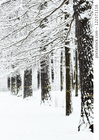 The heavy snowfall in a wild park, winter fairy tale in the forest, snow-covered tree branches, large flakes of snow are slowly falling, nobody, snow storm, blizzard 122371116