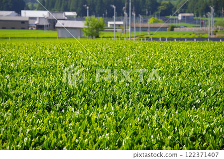 New tea fields, Suizawa tea, and Ise tea (Mizusawa-cho, Yokkaichi City, Mie Prefecture) New tea fields, Suizawa tea, and Ise tea (Mizusawa-cho, Yokkaichi City, Mie Prefecture) 122371407