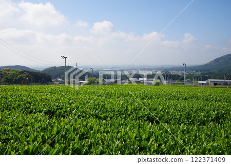 新茶園、水澤茶、伊勢茶(三重縣四日市市水澤町) 新茶園、水澤茶、伊勢茶(三重縣四日市市水澤町) 122371409