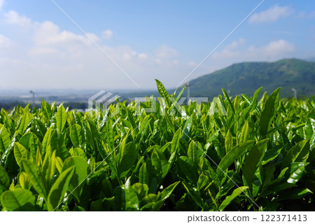 新茶園、水澤茶、伊勢茶（三重縣四日市市水澤町） 122371413