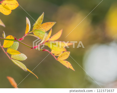 The wild rose leaves are turning color and shining06 122371637