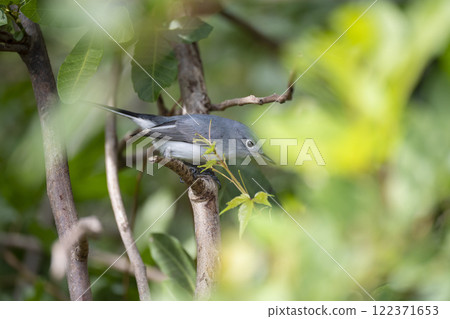 A Blue-Gray Gnatcatcher bird perched on a tree branch in summer Florida shrubs A Blue-Gray Gnatcatcher bird perched on a tree branch in summer Florida shrubs 122371653