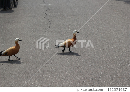 Ducks are happily walking along a paved path under the bright sunlight, creating a vivid scene Ducks are happily walking along a paved path under the bright sunlight, creating a vivid scene 122371687