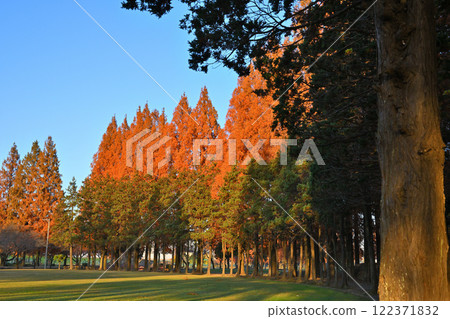 Metasequoia trees with autumn leaves shining against the blue sky at Sports Park Metasequoia trees with autumn leaves shining against the blue sky at Sports Park 122371832
