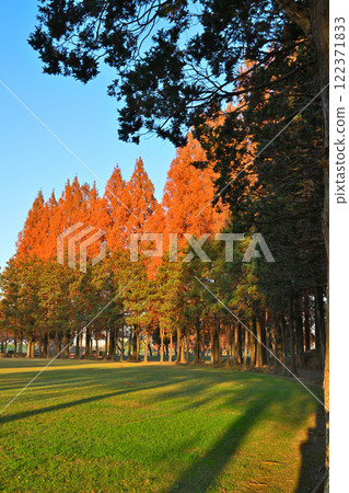 Metasequoia trees with autumn leaves shining against the blue sky at Sports Park Metasequoia trees with autumn leaves shining against the blue sky at Sports Park 122371833
