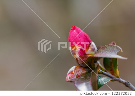 Camellia bud 122372032