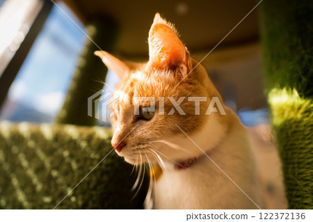 Cat looking out the window 122372136