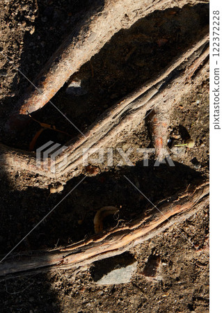 The complex and intricate roots are beautifully intertwined within the rich soil beneath us The complex and intricate roots are beautifully intertwined within the rich soil beneath us 122372228