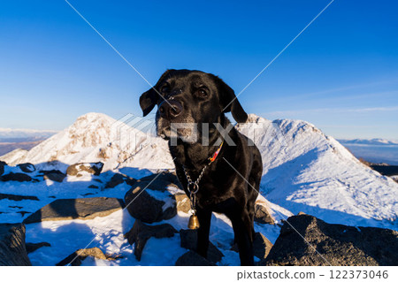 A dog turns around and smiles on a sunny winter day 122373046