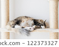 Long-haired cat sleeping blindfolded on a cat tower 122373327