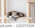 Cat sleeping in the cat tower 122373328